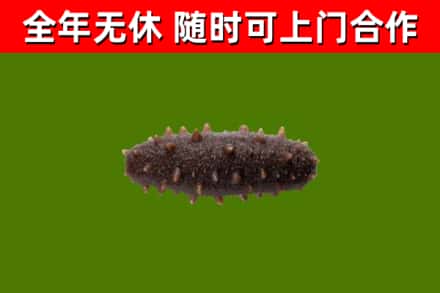 祁东回收海参干